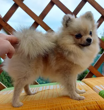 Pomeranian suczka ZkwP FCI 5