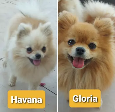 Pomeranian suczka ZkwP FCI 6