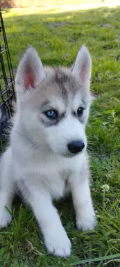 Siberian Husky 2