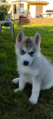 Siberian Husky 3