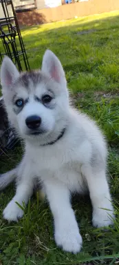 Siberian Husky 4