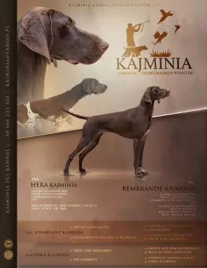 Wyżeł Niemiecki Krótkowłosy 1