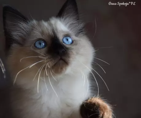 Kocurek Ragdoll 1