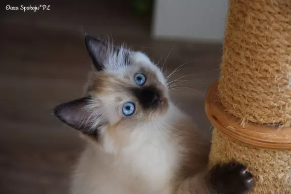 Kocurek Ragdoll 3