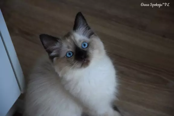 Kocurek Ragdoll 4