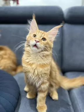 Rude Cuda Maine Coon 1
