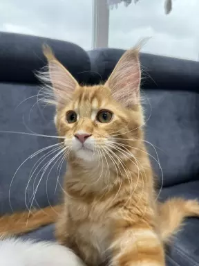 Rude Cuda Maine Coon 2