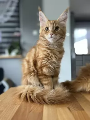 Rude Cuda Maine Coon 6
