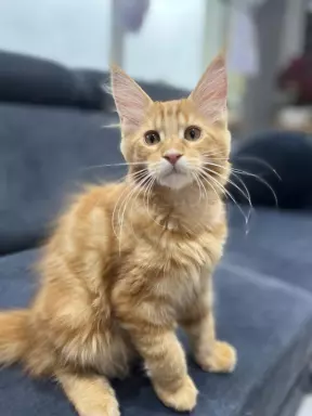 Rude Cuda Maine Coon 4