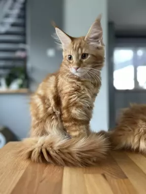 Rude Cuda Maine Coon 5