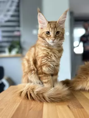 Rude Cuda Maine Coon 7