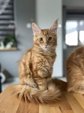 Rude Cuda Maine Coon 10