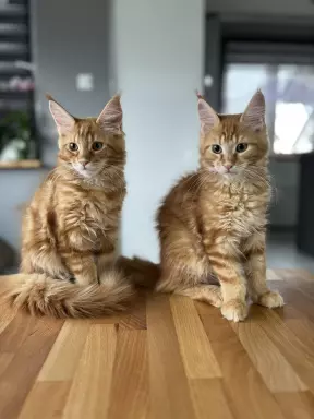 Rude Cuda Maine Coon 8
