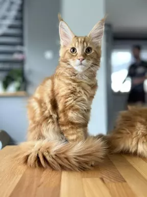 Rude Cuda Maine Coon 9