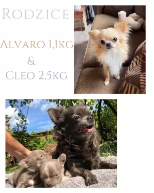 Chihuahua piesek długowłosy niebieski 4