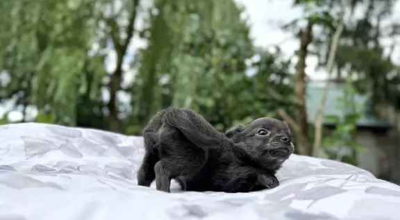 Chihuahua piesek długowłosy niebieski 2