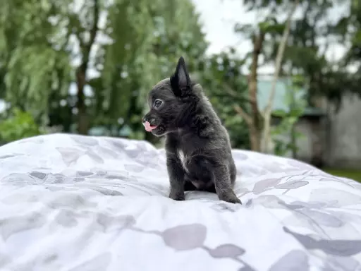 Chihuahua piesek długowłosy niebieski 3