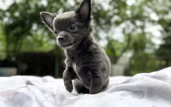 Chihuahua piesek długowłosy niebieski 1