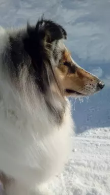 Szczeniak owczarka szkockiego collie 4