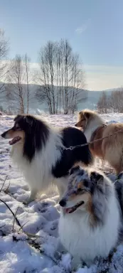 Szczeniak owczarka szkockiego collie 5