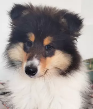 Szczeniak owczarka szkockiego collie 3