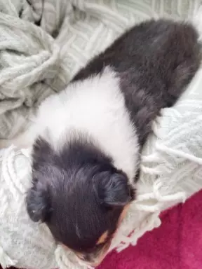 Szczeniak owczarka szkockiego collie 2