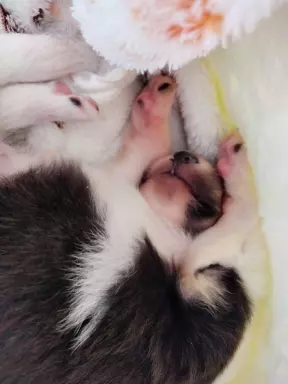 Szczeniak owczarka szkockiego collie 1