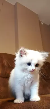Kocięta Ragdoll 2