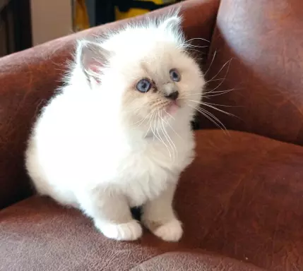 Kocięta Ragdoll 3