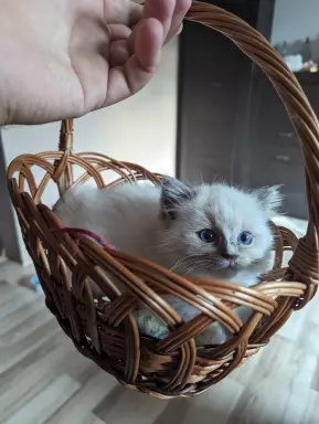 Kocięta Ragdoll 1