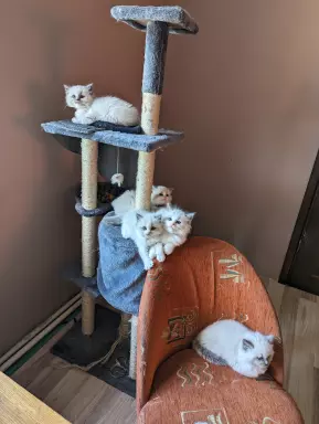 Kocięta Ragdoll 4