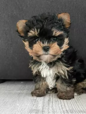 Yorkshire terrier biewer 3