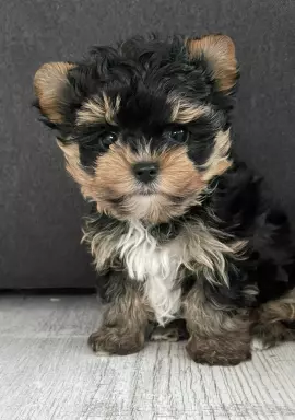Yorkshire terrier biewer 5