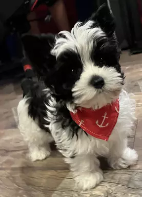 Yorkshire terrier biewer 1