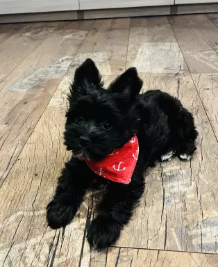 Yorkshire terrier biewer 2