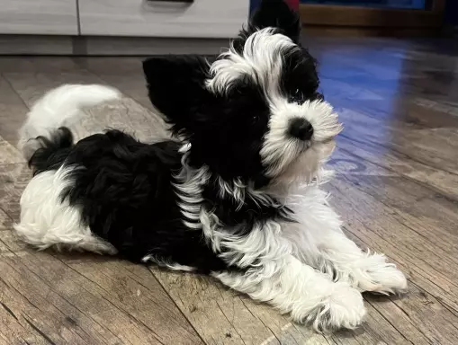 Yorkshire terrier biewer 6