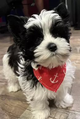 Yorkshire terrier biewer 4