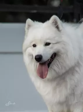 Samoyed 2