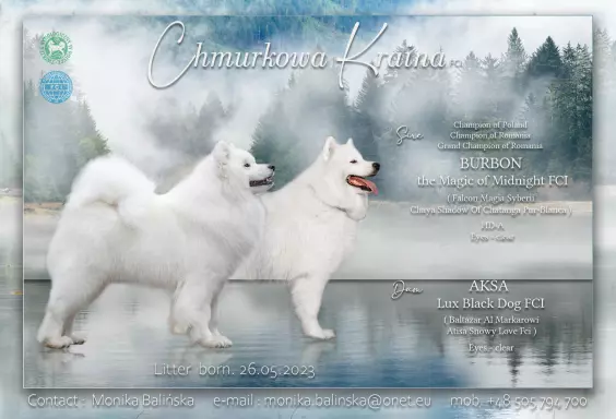 Samoyed 1