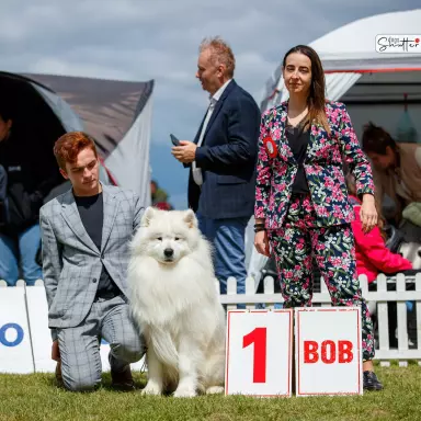 Samoyed 4