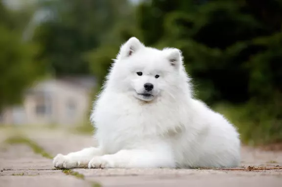Samoyed 3