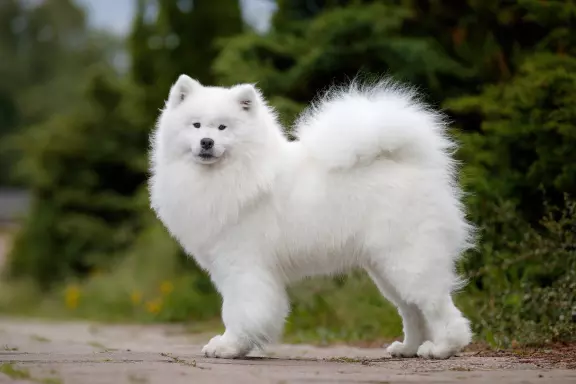 Samoyed 5