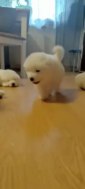 Samoyed 6