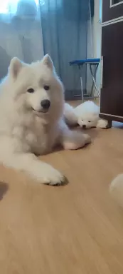 Samoyed 7