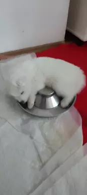 Samoyed 8