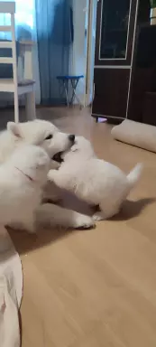 Samoyed 9