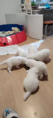 Samoyed 10