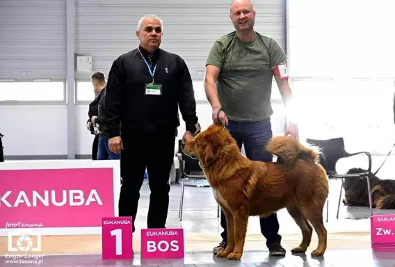Mastif Tybetański szczenięta 2