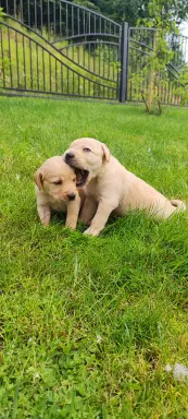 Labrador retriever szczeniaki 1