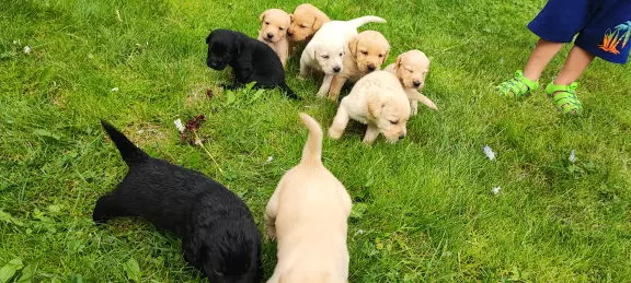 Labrador retriever szczeniaki 6